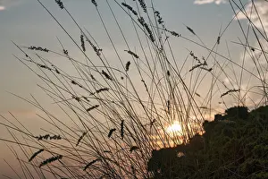 Scandinavian Evening Sky Drucke: Sunset behind flowering grasses