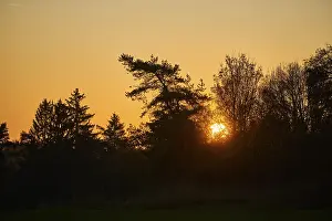 Evening Sunlight In Bavaria Drucke: Sunset over a forest in autumn