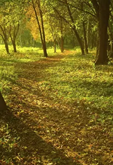 Atmospheric Evening Light Drucke: Sunset forest path