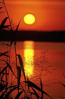 Waterfront Nature Scenes Drucke: Sunset at Grimnitzsee in Joachimsthal