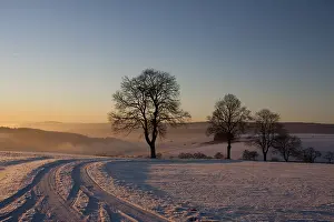 Snowy Deciduous Tree Drucke: Sunset in the Hegau, Constance County