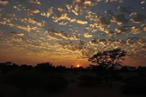 Backlit Tree Photo Drucke: Sunset over the Kalahari, Namibia