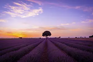 Summer Evening Atmosphere Drucke: Sunset in a lavender field in summer