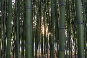 Deserted Bamboo Grove Drucke: Sunset light through Simnidaebat bamboo forest