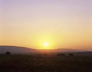 Evening Atmosphere German Countryside Drucke: Sunset over a meadow landscape