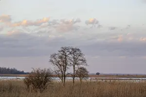 Drucke von Sonnenuntergang in der Mexikopuszta, Mexikopuszta, Nationalpark Seewinkel am Neusiedler See, Fertö-Hanság Nemzeti Park, Fertö-Hanság, Ungarn Sonnenuntergang in der Mexikpuszta, Mexikopuszta Kulturerbestätten Drucke: Sonnenuntergang in Mexikopuszta