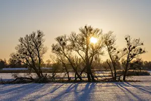 Deserted Wetland Landscape Drucke: Sunset in the Oder floodplains in winter
