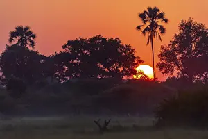 Okavango Delta Sunset Drucke: Sunset over the Okavango Delta