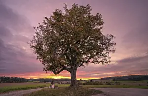 Travel Germany Images Drucke: Sunset at the old chestnut tree