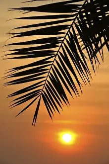 Deserted Palm Tree Drucke: Sunset behind a palm tree, Doha