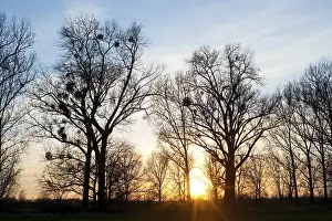 Deserted Evening Scene Germany Drucke: Sunset behind Poplar trees (Populus spp)