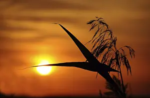 Evening Sunlight Mood Drucke: Sunset with reeds