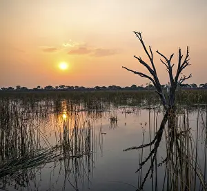 Drucke von Sonnenuntergang über dem Fluss, Flussschilf und Papyrus, toter Baum reflektiert, Thamalakane River, Okavango-Delta, Botswana Kulturerbestätten Drucke: Sonnenuntergang über dem Fluss, Flussschilf und Papyrus.