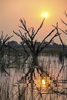 Drucke von Sonnenuntergang über dem Fluss, Flussschilf und Papyrus, toter Baum reflektiert, Thamalakane-Fluss, Okavango-Delta, Botswana Kulturerbestätten Drucke: Sonnenuntergang über dem Fluss, Flussschilf und Papyrus.