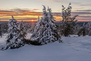 Northern Europe Evening Light Drucke: Sunset on Sarkitunturi, tree line