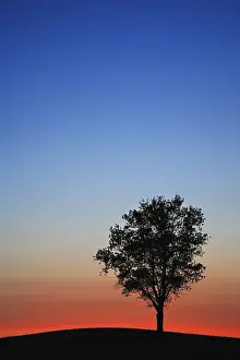 Sunset In Central Europe Drucke: Sunset, silhouette of a tree on a hill