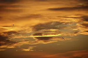 Cloudy Evening Atmosphere Drucke: Sunset sky with clouds, Cape Tarhankut