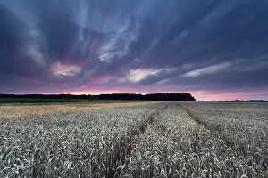 European Countryside Scenery Drucke: Sunset sky over wheat field in summer