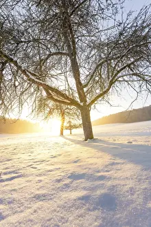 Southern Germany Winter Landscape Drucke: Sunset in the snow with tree, Gechingen