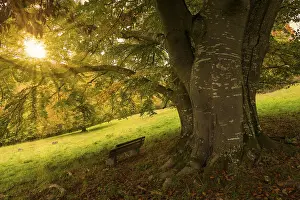 Beech Tree Germany Drucke: Sunset behind a tree with a bench in a meadow