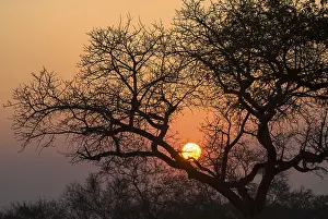 Evening Atmosphere Photography Drucke: Sunset, tree in the evening light