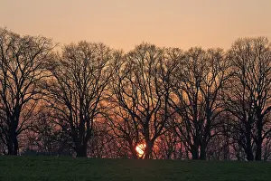 East German Countryside Drucke: Sunset behind tree silhouettes