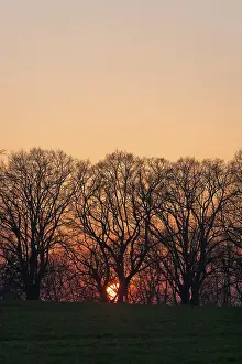 Atmospheric Evening Sky Germany Drucke: Sunset behind tree silhouettes