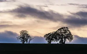Northern Europe Sunset Drucke: Sunset over Trees and Fields, England