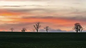 England Countryside Scenery Drucke: Sunset over Trees and Fields, England