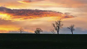 Deserted Farmland UK Drucke: Sunset over Trees and Fields, England