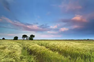 Drucke von Sonnenuntergang über Weizenfeld im Sommer, Groningen, Niederlande Groningen Drucke: Sonnenuntergang über Weizenfeld im Sommer.