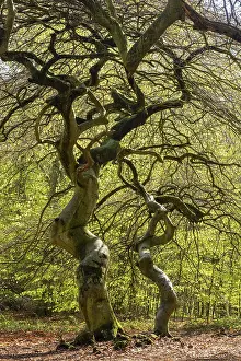 Beautiful Deciduous Trees Drucke: Suntel beech (Fagus sylvatica) in spring