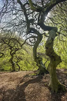 Fagus Sylvatica Spring Drucke: Suntel beech (Fagus sylvatica) in spring