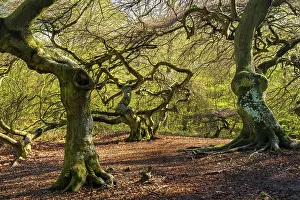 German Federal Republic Forests Drucke: Suntel beech (Fagus sylvatica) in spring