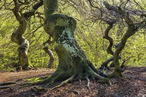 Common Beech Fagus Sylvatica Drucke: Suntel beech (Fagus sylvatica) in spring