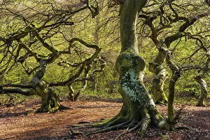 Fagus Sylvatica Germany Drucke: Suntel beech (Fagus sylvatica) in spring