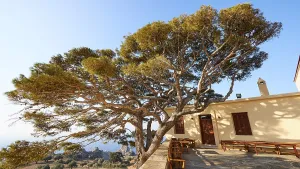 Christian Monastery Europe Drucke: Super wide angle, large spreading tree