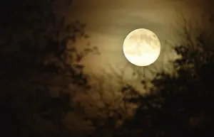 Northern Germany Night Shot Drucke: Supermoon, full moon, moon behind the trees