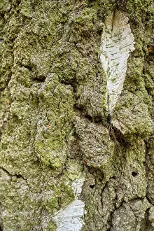 Nature Background Image Drucke: Detail of the surface of an encrusted birch bark