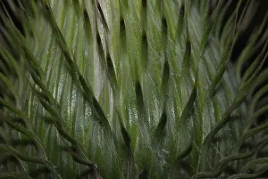 Nature Plant Photography Drucke: Surface of the inflorescence of a thistle