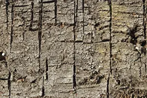 Fossil Energy Source Drucke: Surface of a peat patch with cut furrows