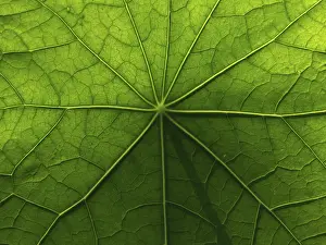 Nasturtium Leaf Structure Drucke: Surface & structure, nasturtium leaf
Surface & structure