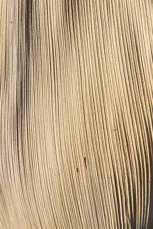 Palm Frond Texture Drucke: Surface texture of a dried palm frond, leaf