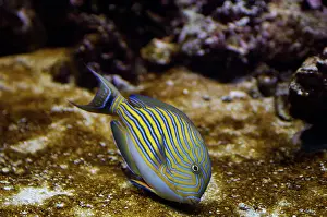 Coral Reef Underwater Drucke: Surgeonfish