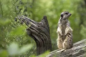 Looking At The Camera Portraits Drucke: Suricata on a tree, a portrait