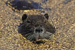 Drucke von Sumpfbauchwühlmaus, Nutria Nutria Drucke: Sumpfbauchwühlmaus, Nilgans