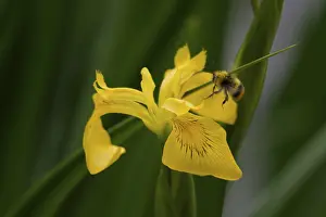 Iridaceae Plant Species Drucke: Swamp Iris (Iris pseudacorus), Bumblebee