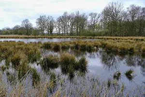 North Rhine Westphalia Nature Drucke: Swamp landscape in the forest, reflection