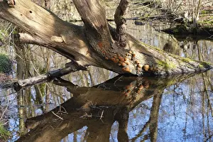 German Wetland Biotope Drucke: Swamp landscape in the forest, reflection