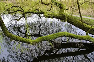 German Wetland Biotope Photography Drucke: Swamp landscape in the forest, reflection